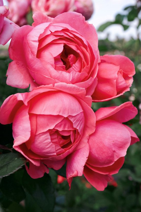 image 月季花型分类图(玫瑰)标准绽放形式图解