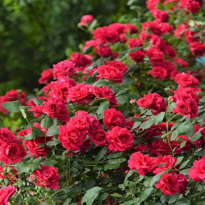 树状月季什么时候嫁接最好