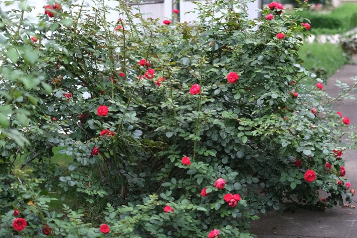 蒂娜月季夏天开花吗