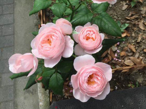 1710288295697380.jpg 藤本月季最香的十大品种都有哪些