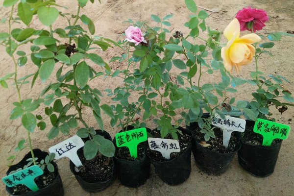 哪里有藤本月季小苗批发? 哪里有藤本月季小苗批发?