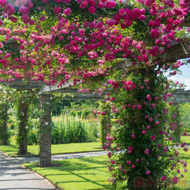 月季花瓣可以吃吗 月季花瓣可以吃吗