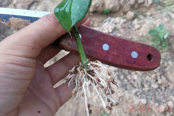 月季扦插苗 月季扦插苗