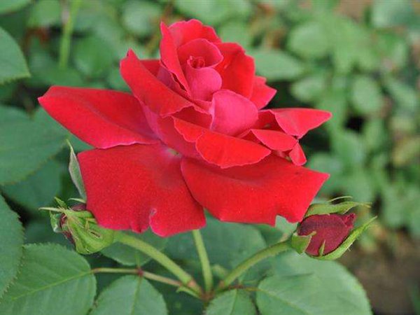 御用马车 御用马车