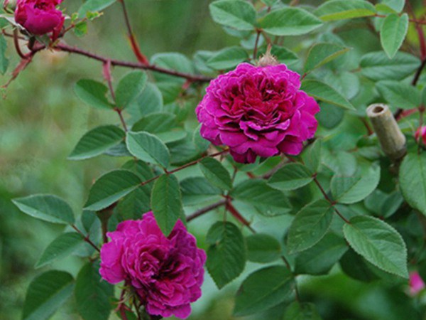 月季有黑斑怎么处理