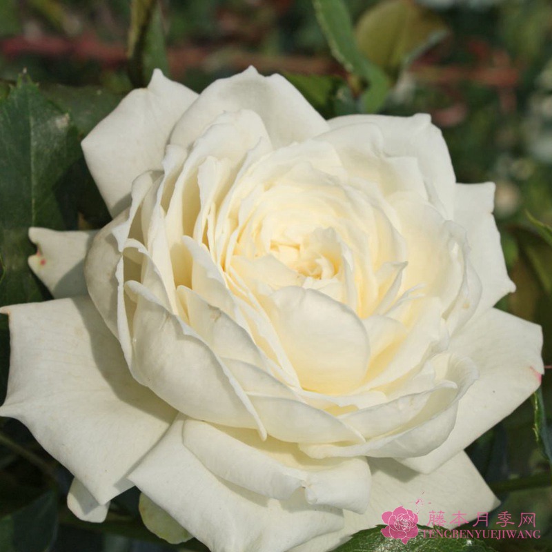 月季花现在可以移栽吗 月季花现在可以移栽吗