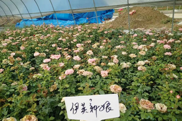 哪里有藤本月季小苗批发? 哪里有藤本月季小苗批发?