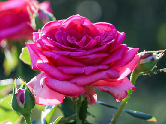 image 月季花型分类图(玫瑰)标准绽放形式图解