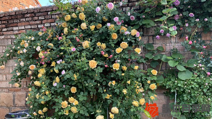 1706833116364493.jpg 2021_05_17_06_53_IMG_6693.JPG