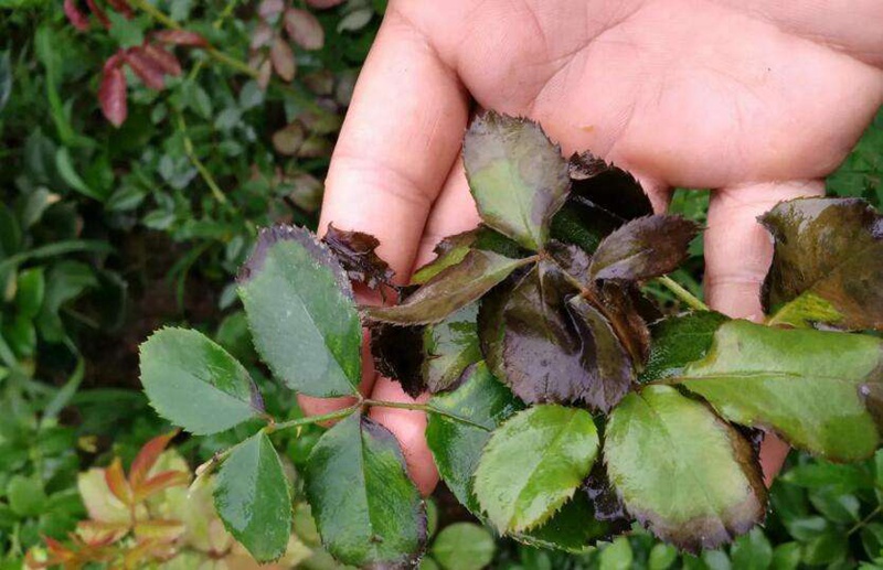 1663920355749537.jpeg e7168fe4b9401dae5b97bc03acea5f29.jpeg