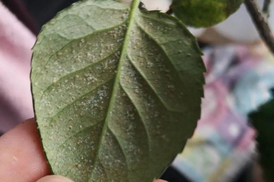 1662000585888907.jpg 红蜘蛛.jpg