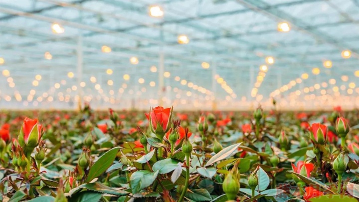 月季过冬可以搬入暖气房吗？