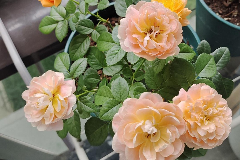 月季莫奈与果汁阳台谁更好