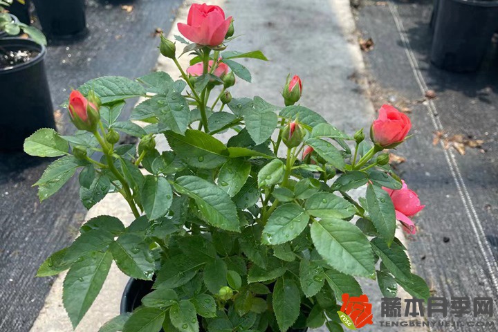 1705648889763336.jpg 月季花买回家怎样才能养活