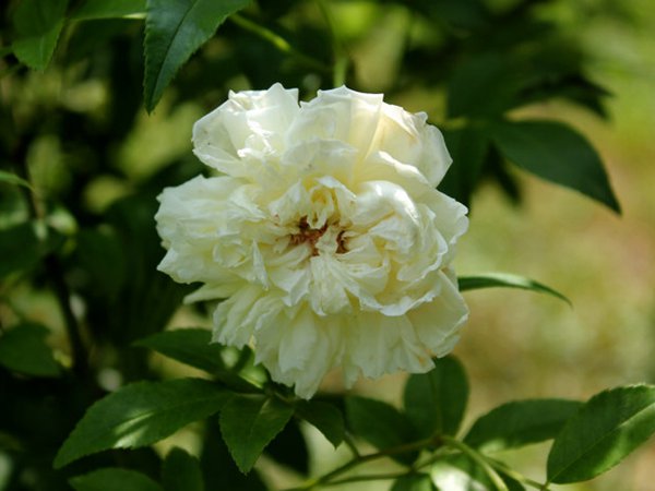 月季花上面的虫用什么药打 月季花上面的虫用什么药打