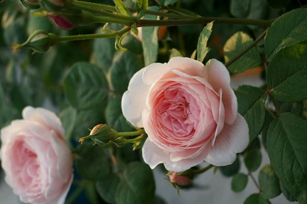 月季立冬后可以扦插吗 月季立冬后可以扦插吗