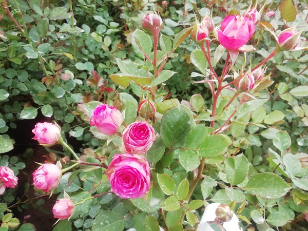 藤本月季可以生长多少年 藤本月季可以生长多少年