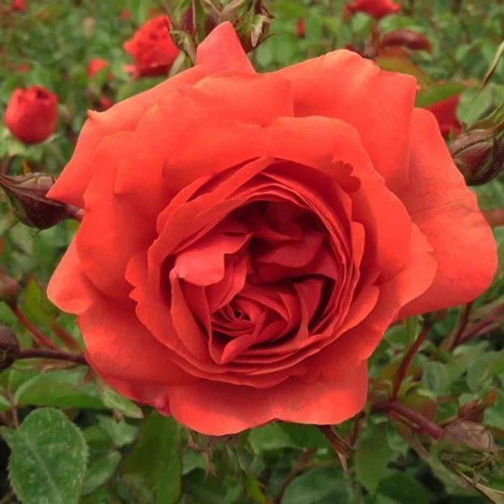 月季花什么时候嫁接最好 月季花什么时候嫁接最好