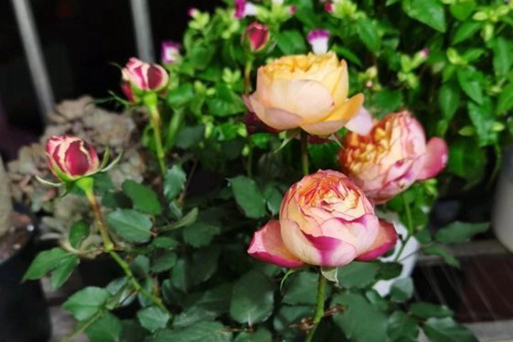 1710398327976849.jpg 彩虹月季是藤本还是灌木?