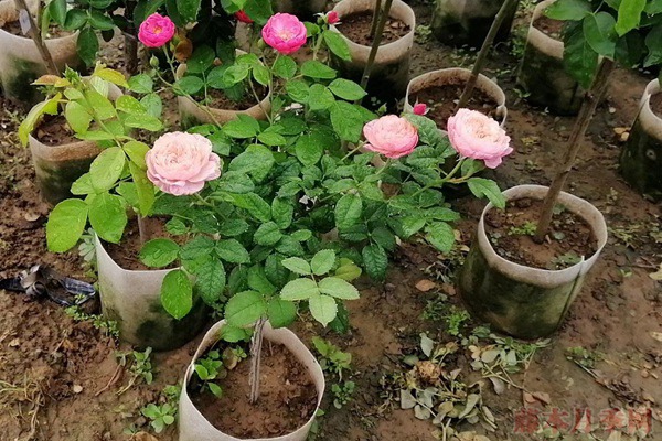 哪里有月季树卖,月季树去哪里批发 哪里有月季树卖,月季树去哪里批发