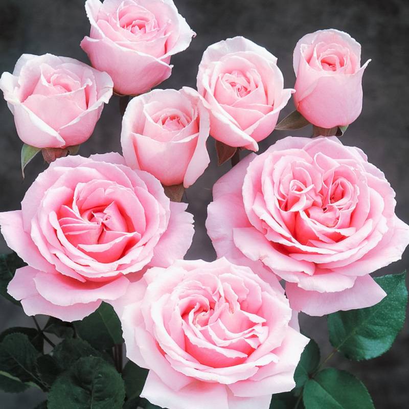 米斯特拉香水 米斯特拉香水