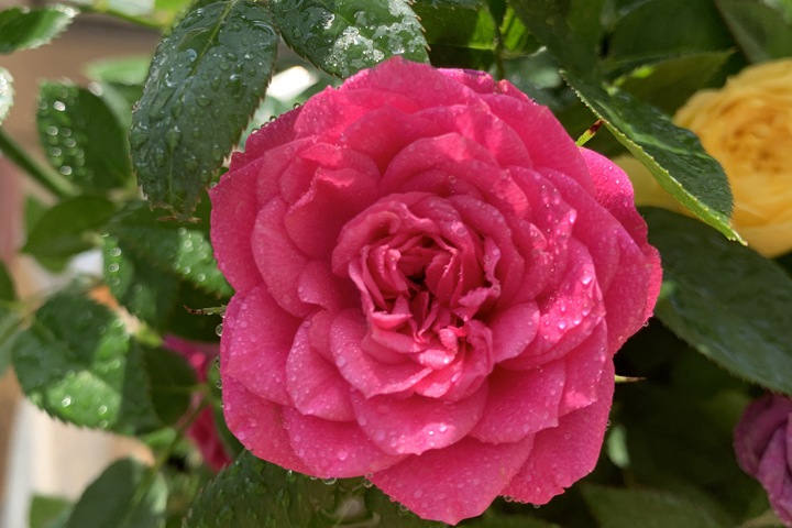 1705731003711747.jpg 月季花冬天是什么颜色