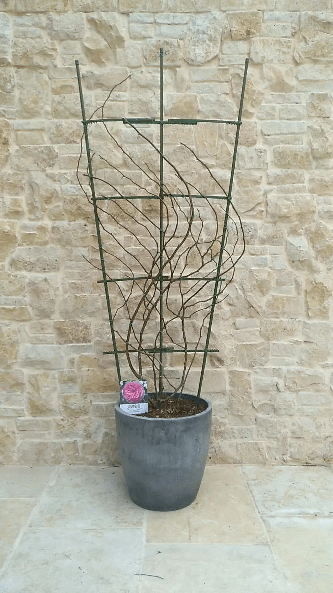 爬藤月季冬季修剪横拉技巧（做好了来年轻松开爆花）