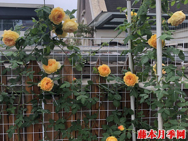 黄金庆典月季勤花吗 黄金庆典月季勤花吗