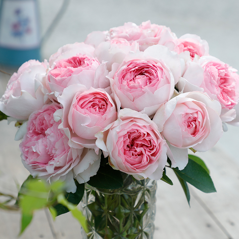 伊芙乙女心 切花月季有哪些好品种值得入手