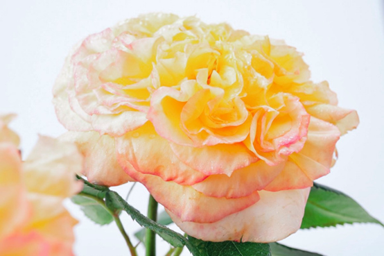 image 月季花型分类图(玫瑰)标准绽放形式图解