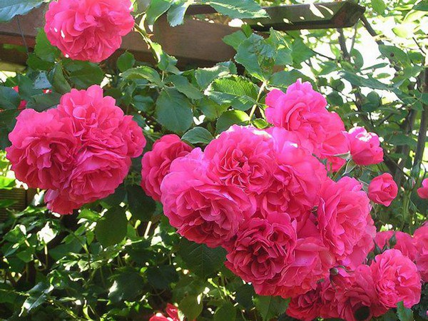 月季越冬需要剪枝吗