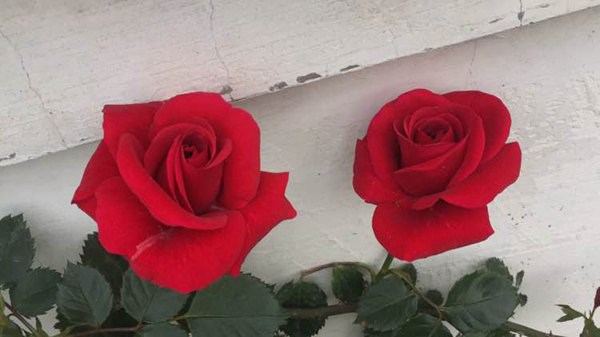 御用马车 御用马车