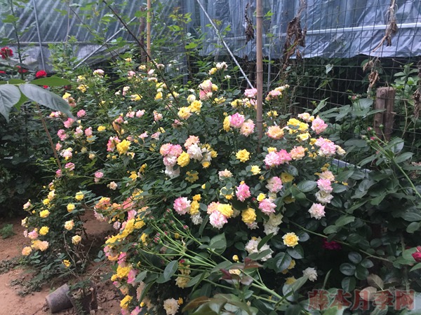 藤彩虹月季耐热吗 藤彩虹月季耐热吗