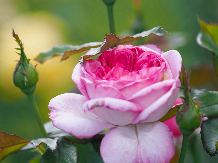 1709962159239730.jpg 蓝莓蛋糕月季优缺点有哪些