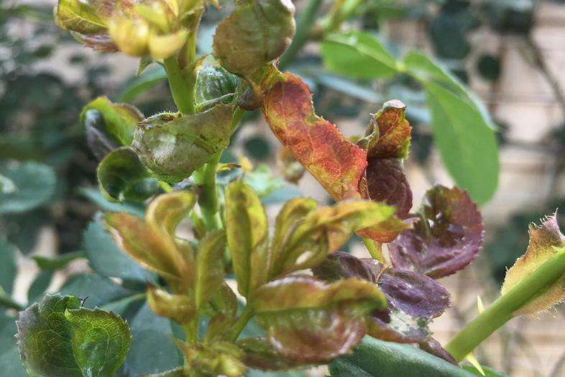 1663920367525169.jpeg c5cf0c25baea788e81d4b1bd3b2948cb.jpeg