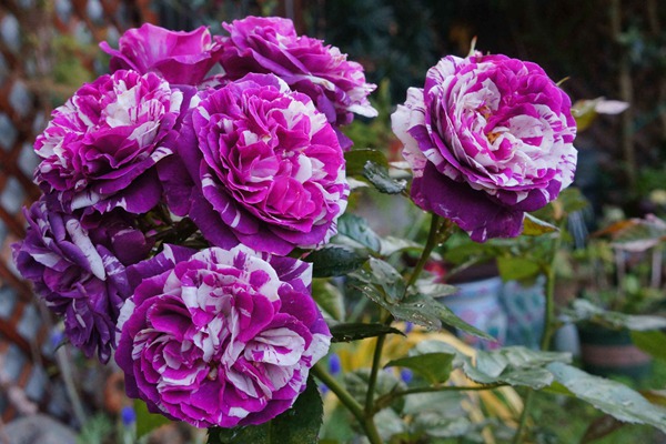 芬芳宝石 芬芳宝石