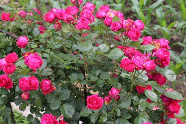 什么是欧月,都有什么特点? 什么是欧月,都有什么特点?