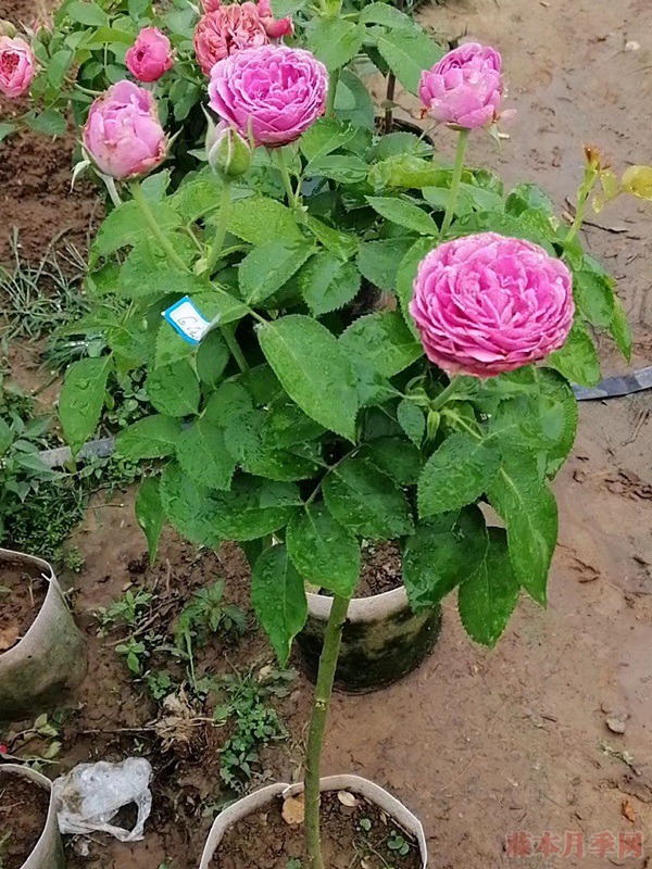 哪里有月季树卖,月季树去哪里批发 哪里有月季树卖,月季树去哪里批发