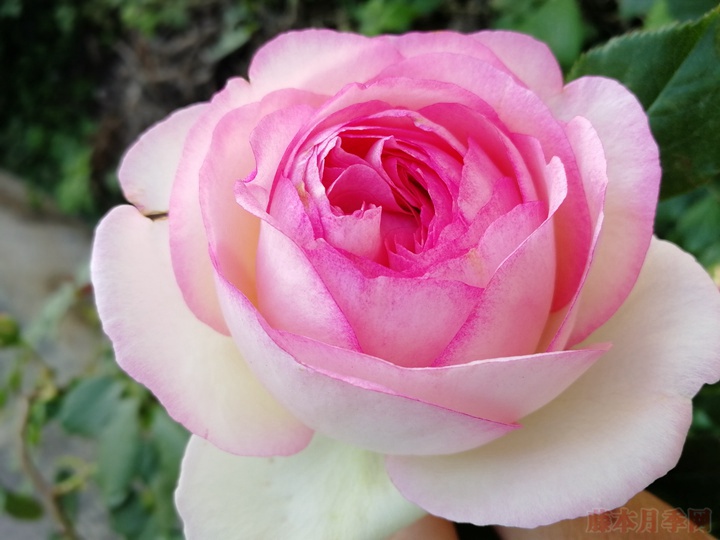 龙沙宝石 龙沙宝石