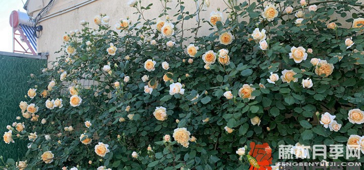 南方地区养不好爬藤月季的原因 南方地区养不好爬藤月季的原因