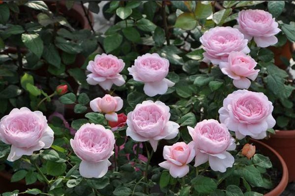 颜值爆表的瑞典女王还有啥优点? 颜值爆表的瑞典女王还有啥优点?