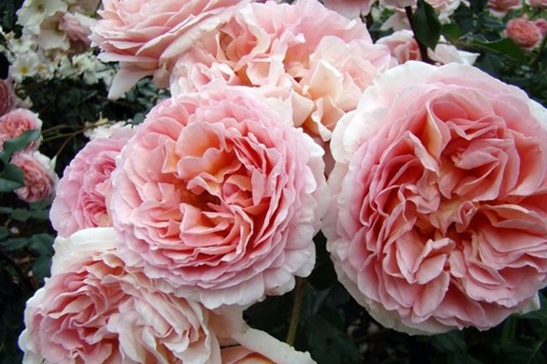 1710288517112151.jpg 藤本月季最香的十大品种都有哪些