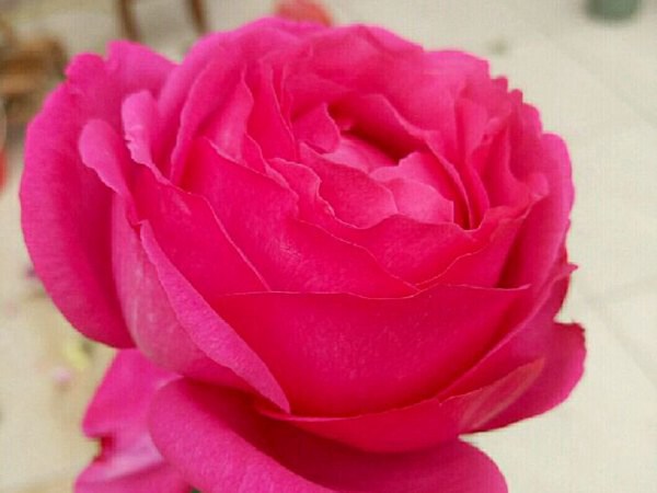 1710288605406489.jpg 藤本月季最香的十大品种都有哪些