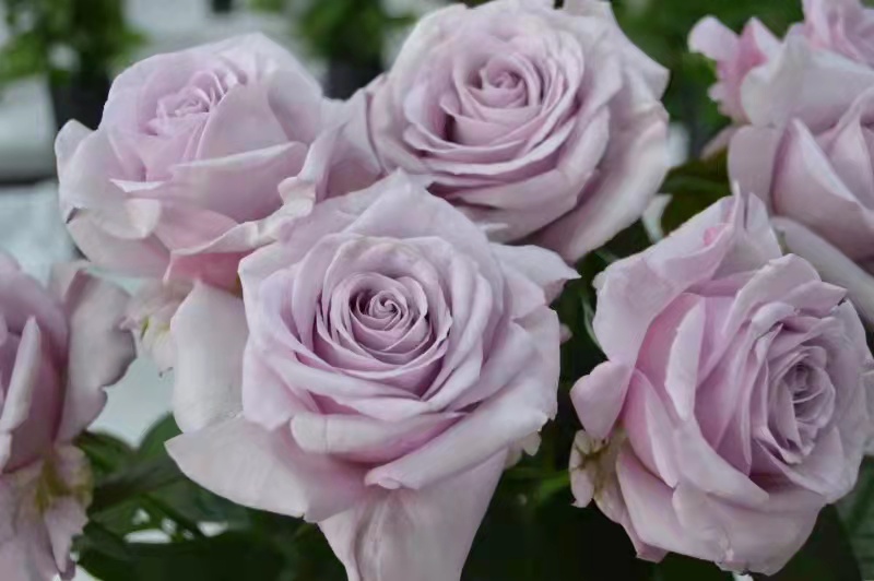 天然香水 天然香水