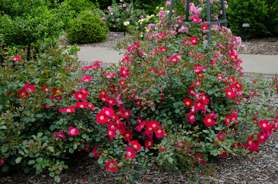 image 月季花型分类图(玫瑰)标准绽放形式图解