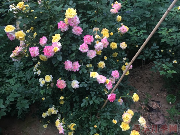 藤彩虹月季耐热吗 藤彩虹月季耐热吗