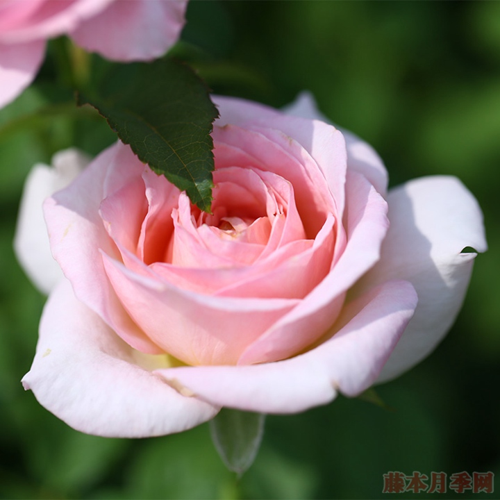 粉黛 月季罗衣与粉黛哪个品种好(罗衣与粉黛的区别)