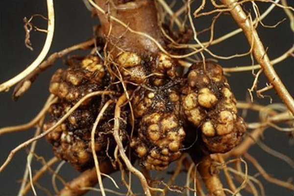 1705125916510648.jpg 月季根瘤病对人有影响吗?