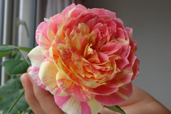 1710113006814306.jpg 莫奈月季属于浓香型月季吗