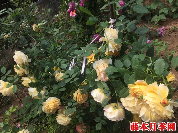 黄金庆典月季勤花吗 黄金庆典月季勤花吗